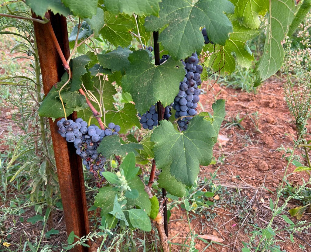 Vino